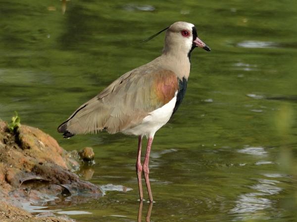<h3><a href="/trips/salesopolis-2014/biota/animalia/chordata/aves/024 charadriiformes/009 charadriidae/vanellus chilensis/vanellus chilensis-nl.html">Vanellus&nbsp;chilensis</a> / Southern&nbsp;lapwing / Chileense&nbsp;kievit</h3><p>De Chileense kievit is een opvallende verschijning, en een veel voorkomende vogel in Sao Paulo.  Dit is mijn eerste exemplaar in het stadspark Ibirapuera. </p>NIKON D7100 met AF-S DX VR Zoom-Nikkor 18-200mm f/3.5-5.6G IF-ED [II], 1/640 sec  bij F7.1, ISO 400, afstand 7.94&nbsp;m